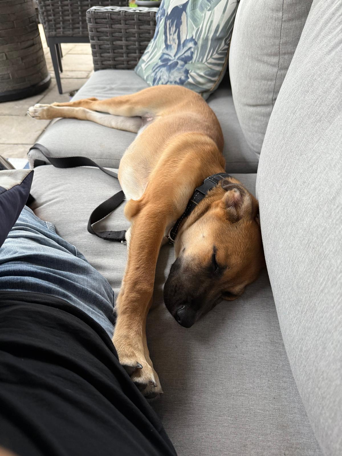 Sierra, adoptable, Puppy Female Boxer & Labrador Retriever.