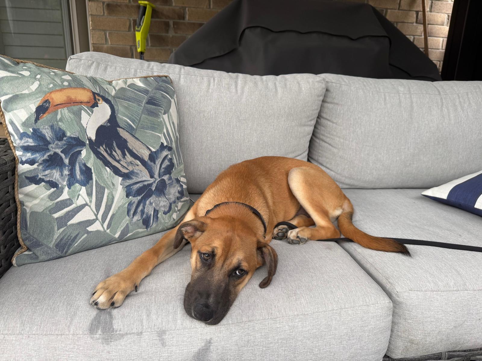 Sierra, an adoptable mixed breed in Newmarket, ON image 4/6