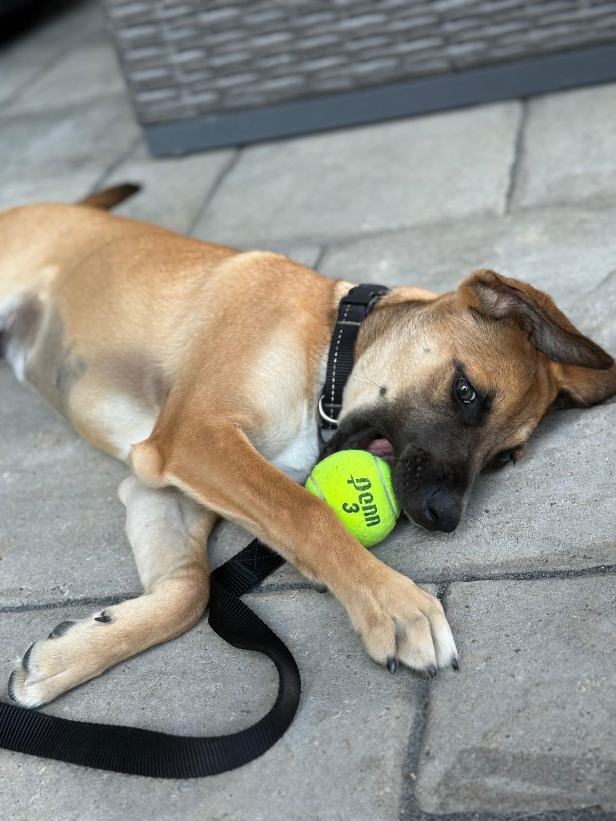 Sierra, an adoptable mixed breed in Newmarket, ON image 5/6