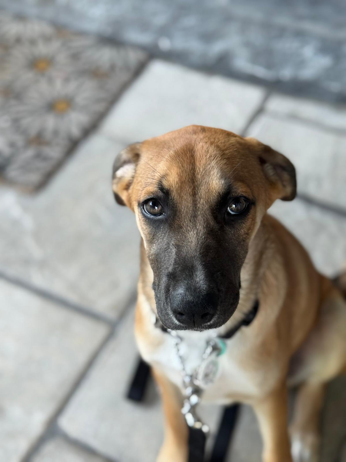 Sierra, an adoptable mixed breed in Newmarket, ON image 6/6