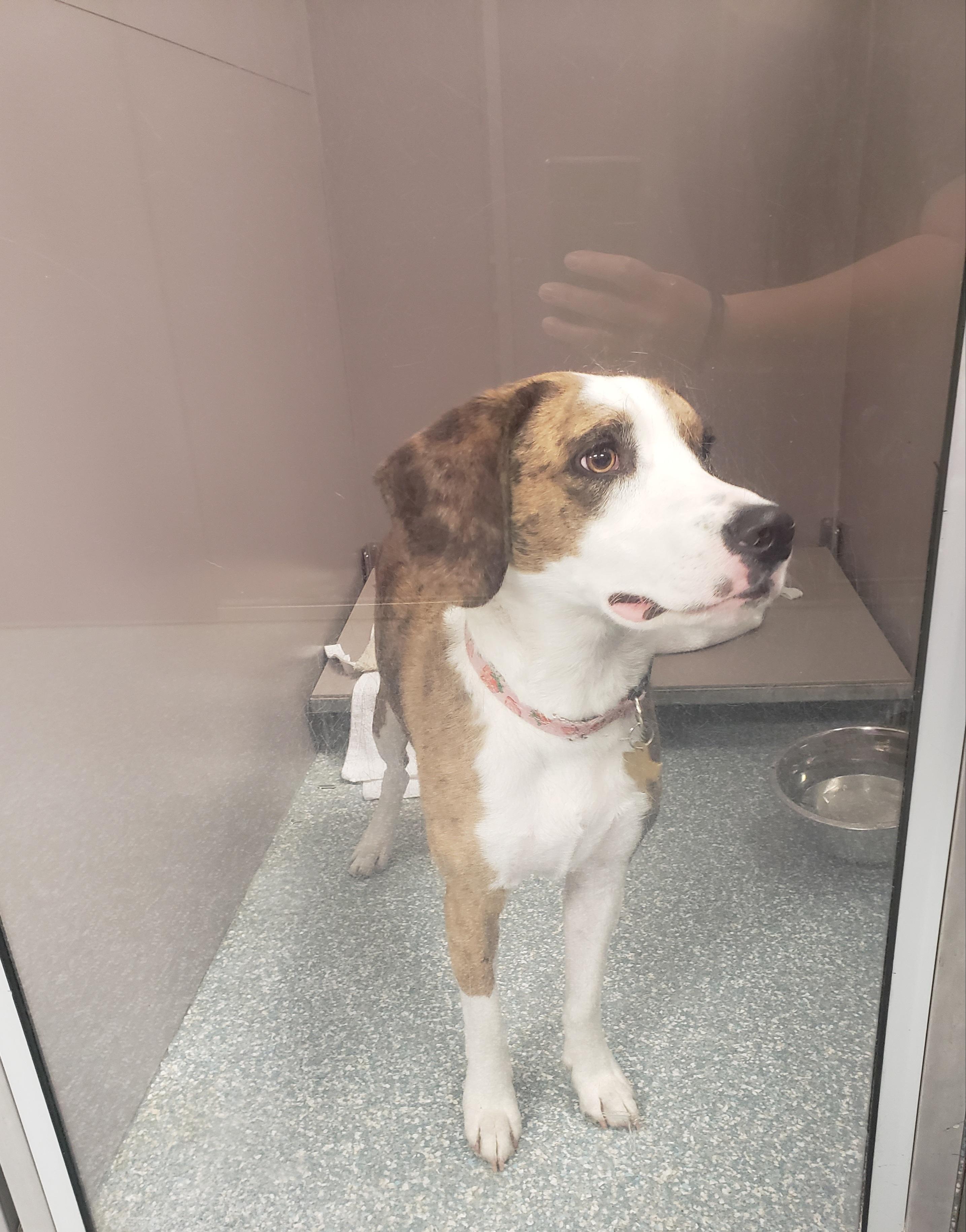 Enlarge Beatris, a ADOPTABLE mixed breed in Allen, TX image 1/1