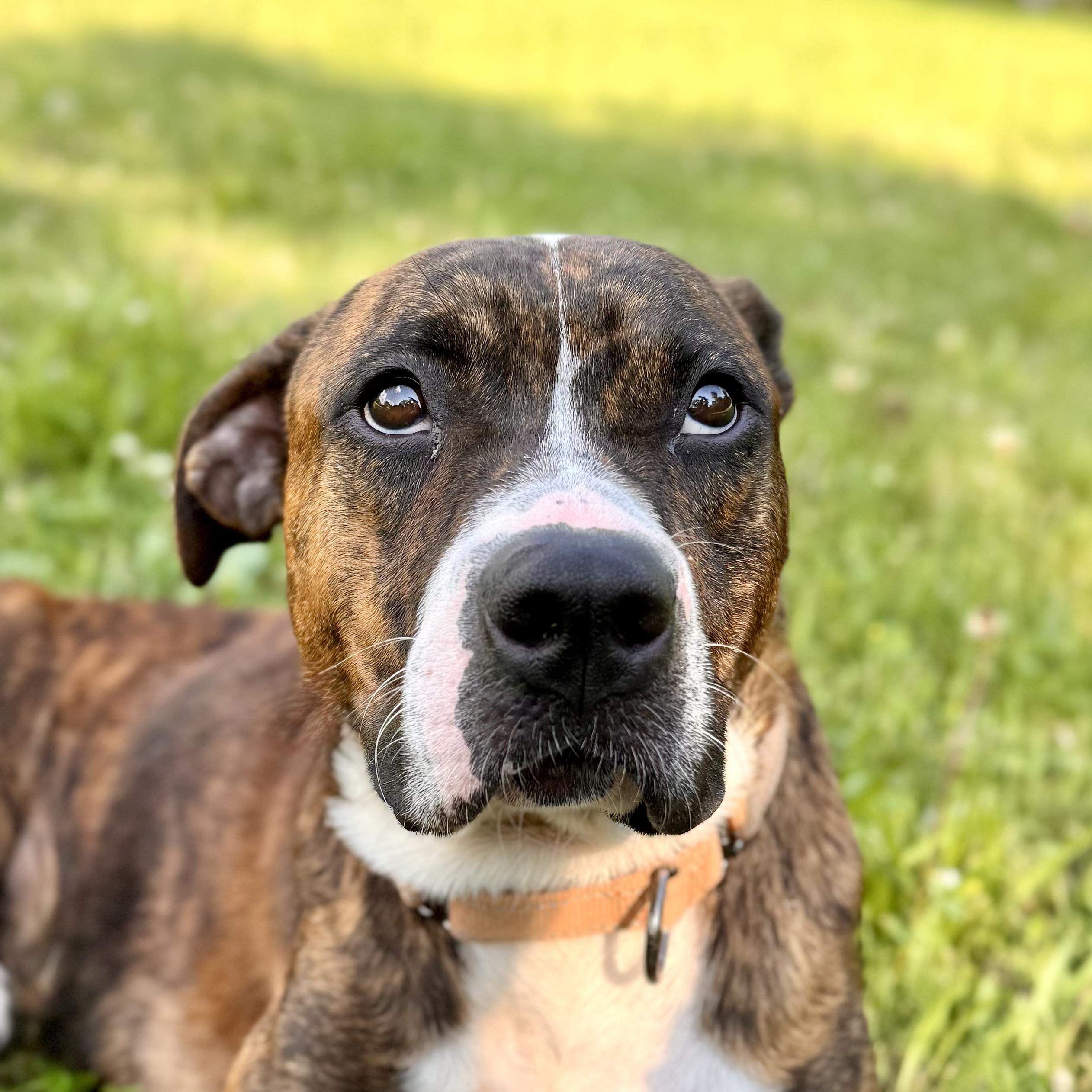 Lord Scooby Doo of Zoomieville