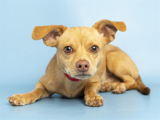 Enlarge BUTTERS, a Adoptable Chihuahua in Phoenix, AZ image 1/1