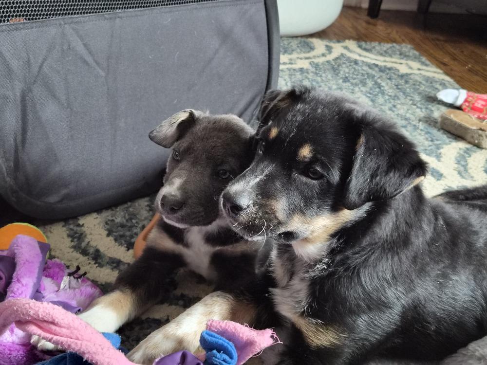 Confetti, Adoptable, Puppy Male Mixed Breed.