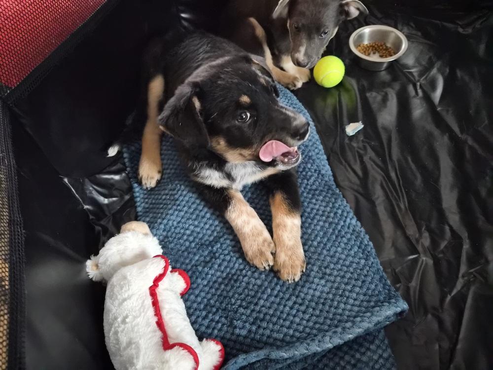 Enlarge Confetti, a Adoptable mixed breed in Springdale, PA image 3/6