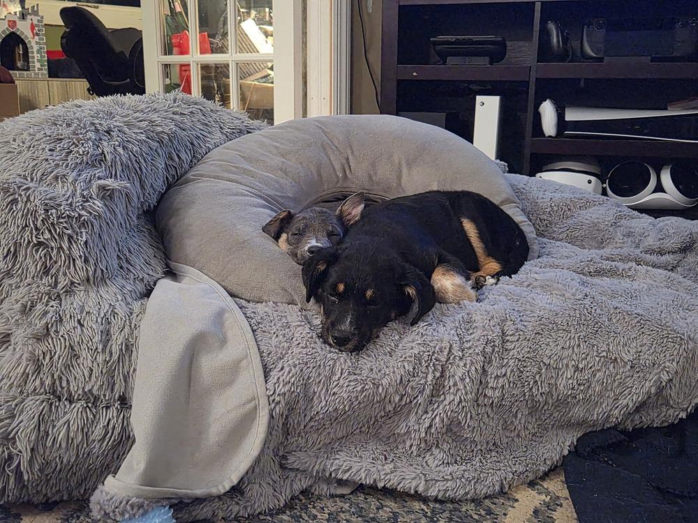 Enlarge Confetti, a Adoptable mixed breed in Springdale, PA image 4/6