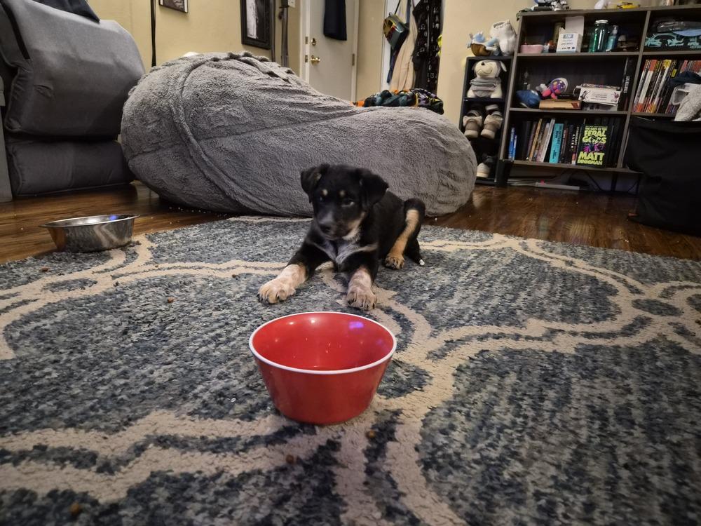 Enlarge Confetti, a Adoptable mixed breed in Springdale, PA image 5/6