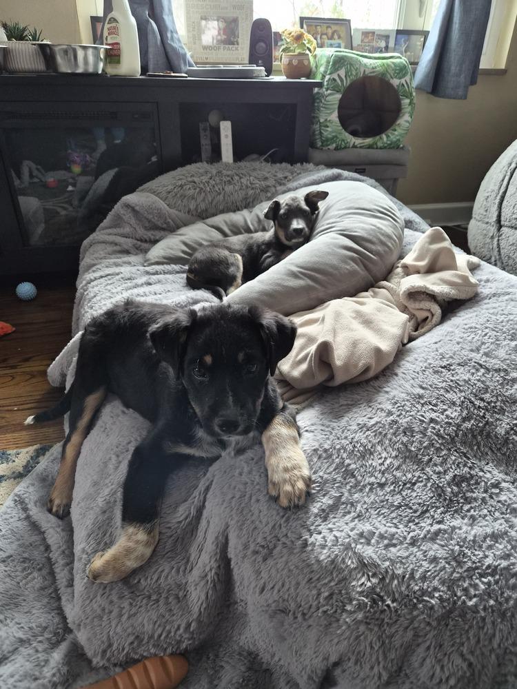 Enlarge Confetti, a Adoptable mixed breed in Springdale, PA image 6/6