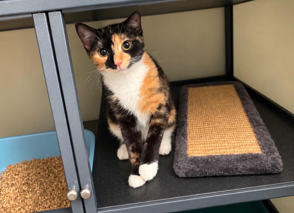 Gibson (Tang), Adoptable, Kitten Female Domestic Short Hair.