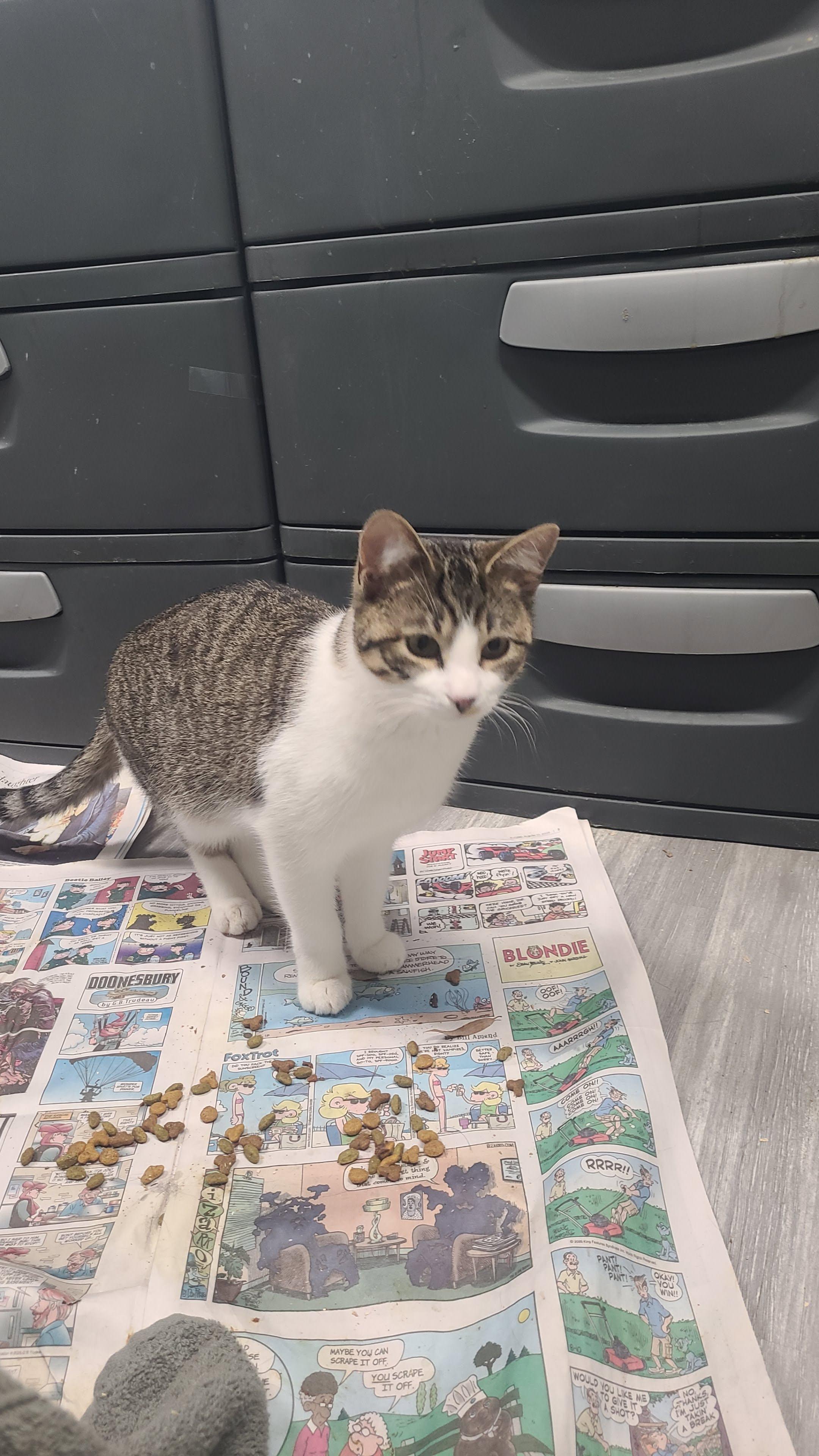 Gemma, a ADOPTABLE Domestic Short Hair in Norfolk, VA image 2/3