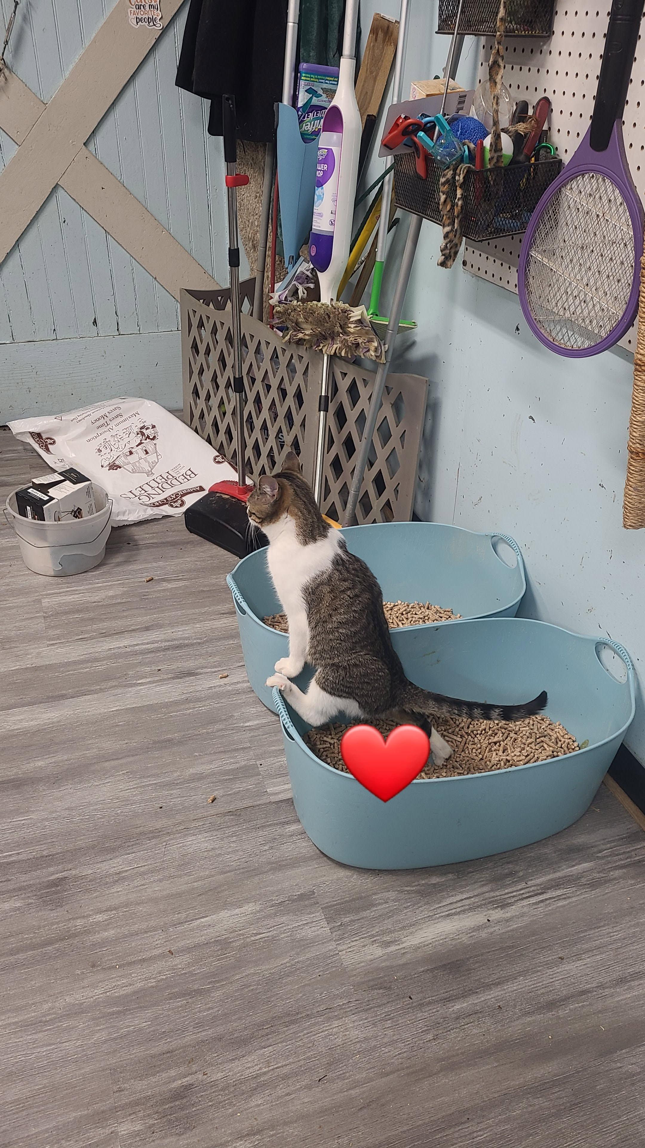 Gemma, a ADOPTABLE Domestic Short Hair in Norfolk, VA image 3/3