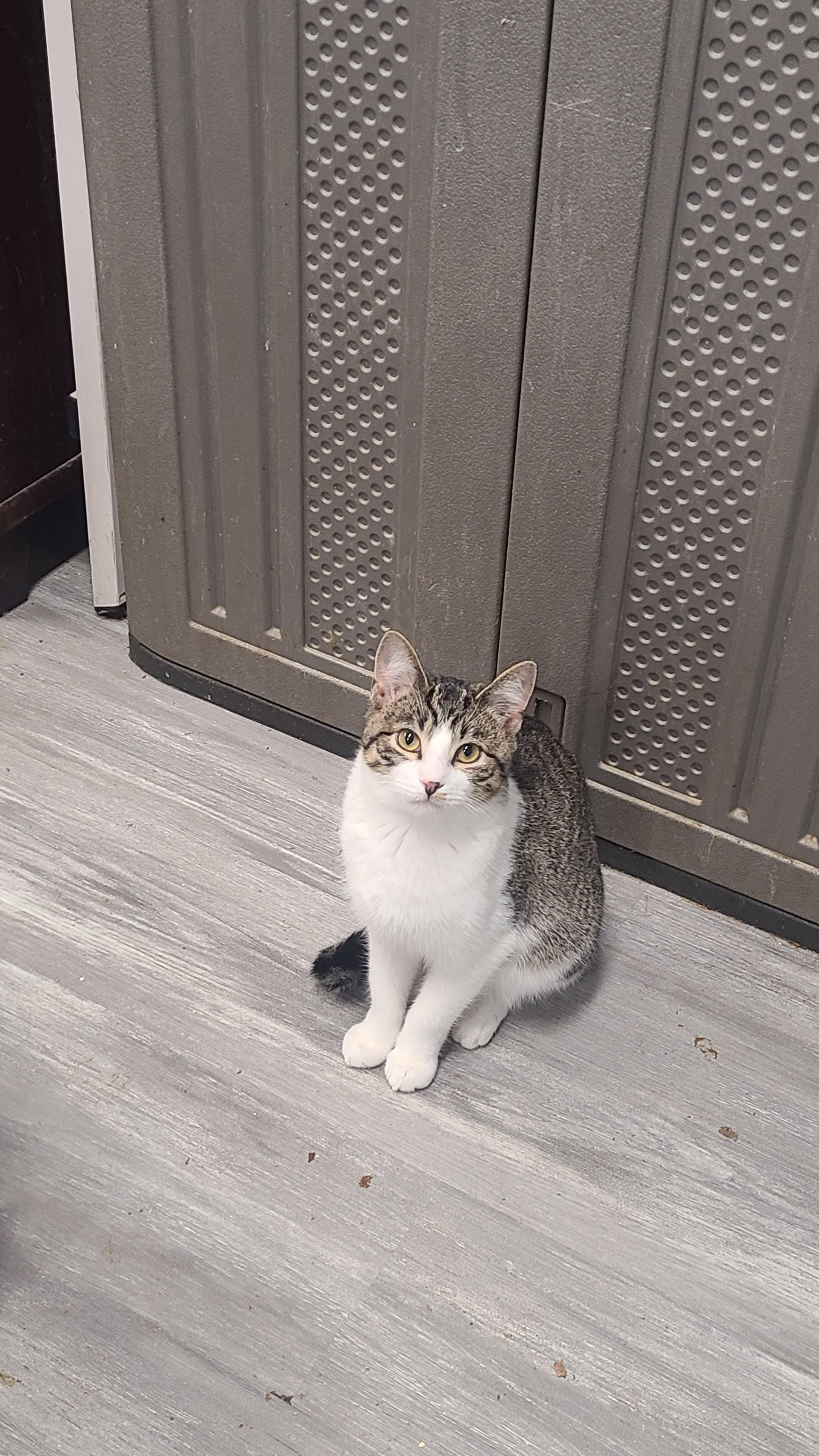 Gemma, ADOPTABLE, Young Female Domestic Short Hair.