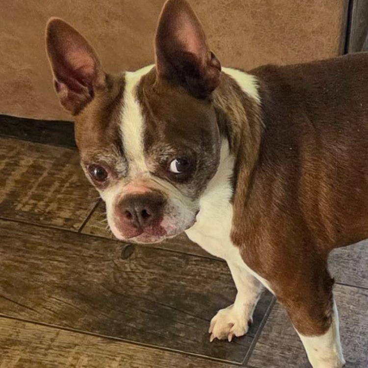 Enlarge Charlie, a Adoptable Boston Terrier in Smithfield, RI image 6/6