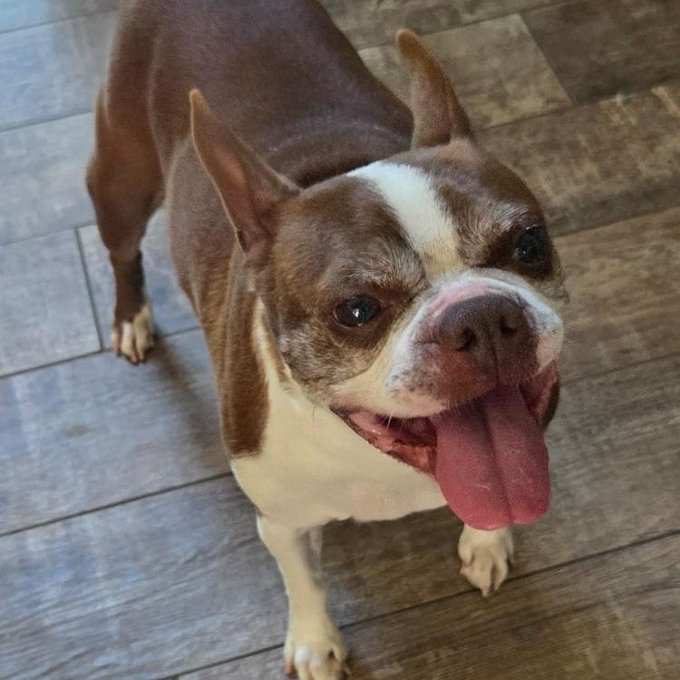 Enlarge Charlie, a Adoptable Boston Terrier in Smithfield, RI image 2/6