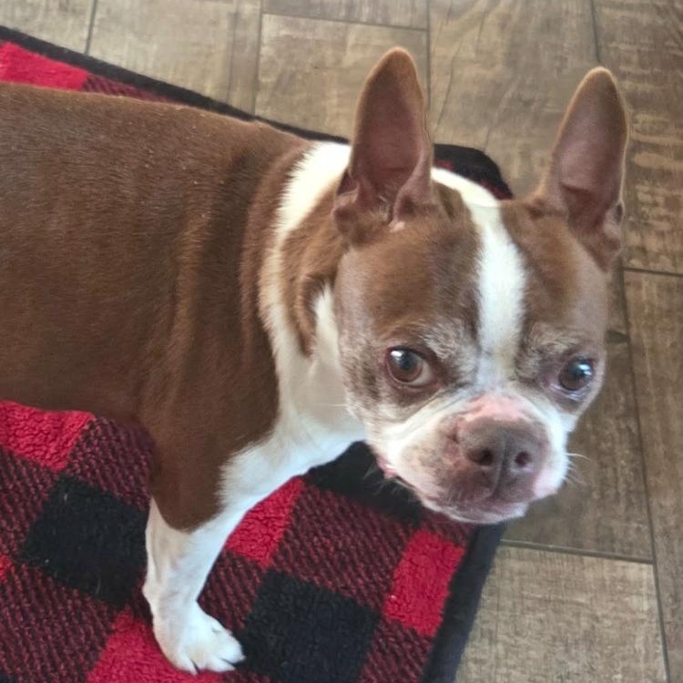Enlarge Charlie, a Adoptable Boston Terrier in Smithfield, RI image 3/6