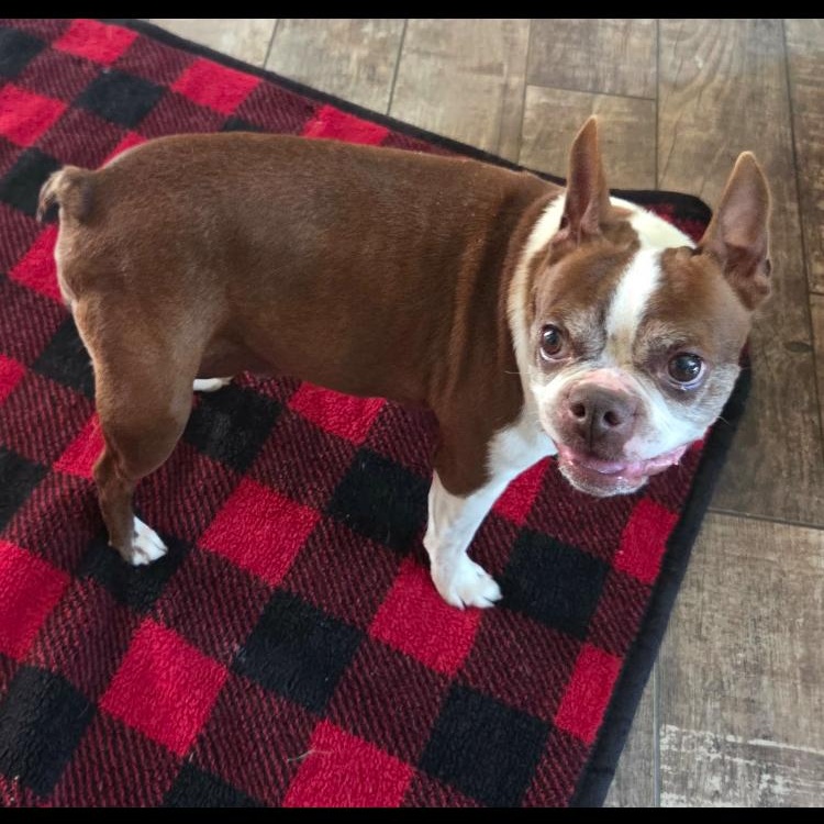 Enlarge Charlie, a Adoptable Boston Terrier in Smithfield, RI image 4/6