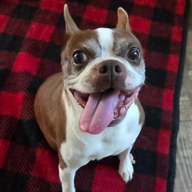 Enlarge Charlie, a Adoptable Boston Terrier in Smithfield, RI image 5/6