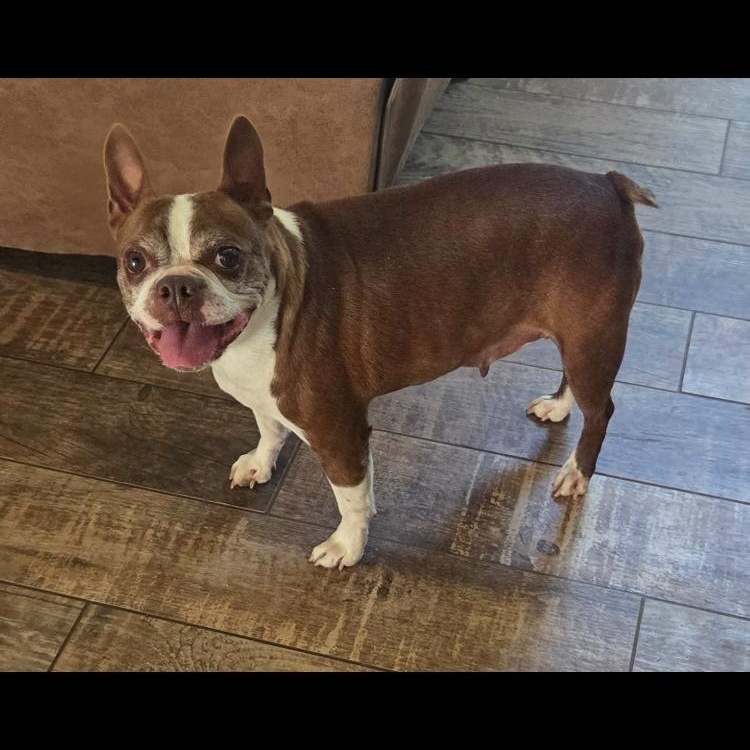 Enlarge Charlie, a Adoptable Boston Terrier in Smithfield, RI image 1/6