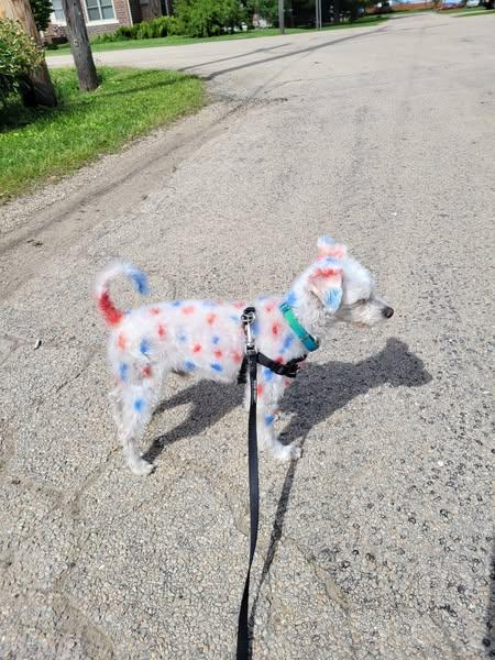 Enlarge Rhett, an adoptable mixed breed in Oregon, IL image 2/6