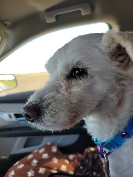 Enlarge Rhett, an adoptable mixed breed in Oregon, IL image 6/6