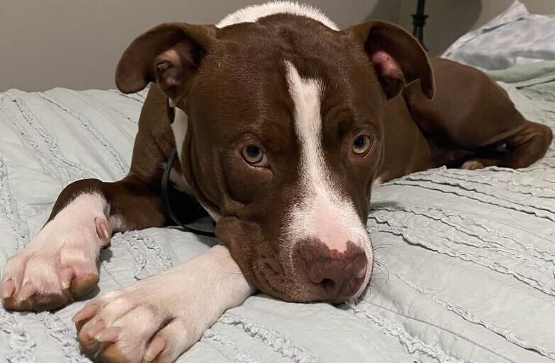 Enlarge Reece Pup PKA Reese AKA Nala, a Adoptable mixed breed in Dallas, TX image 1/5