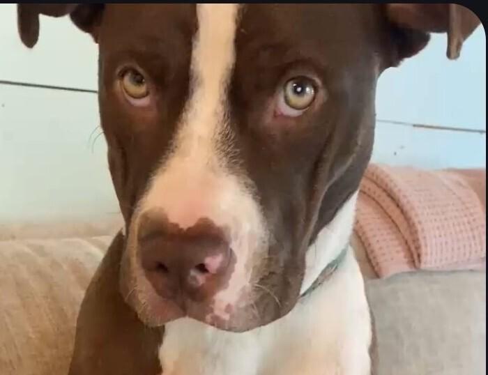 Enlarge Reece Pup PKA Reese AKA Nala, a Adoptable mixed breed in Dallas, TX image 2/5