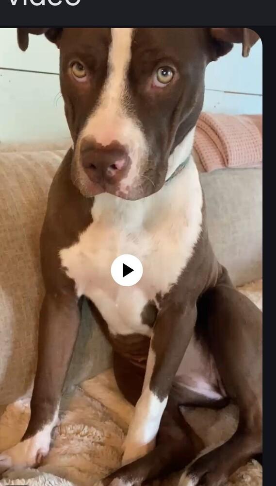 Enlarge Reece Pup PKA Reese AKA Nala, a Adoptable mixed breed in Dallas, TX image 3/5