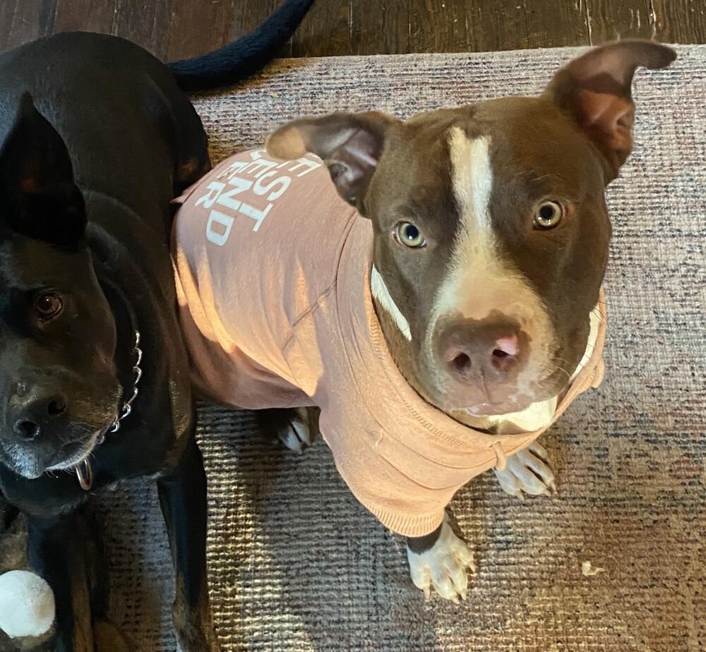 Enlarge Reece Pup PKA Reese AKA Nala, a Adoptable mixed breed in Dallas, TX image 4/5