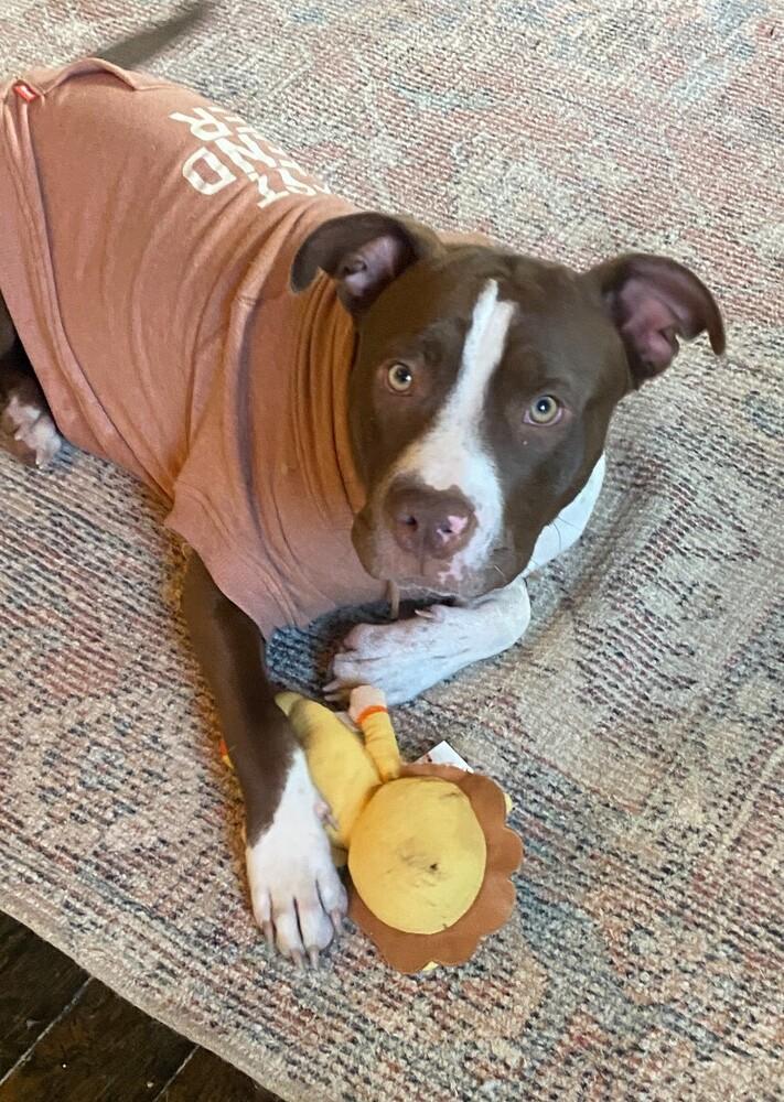 Reece Pup PKA Reese AKA Nala, Adoptable, Young Female Terrier.