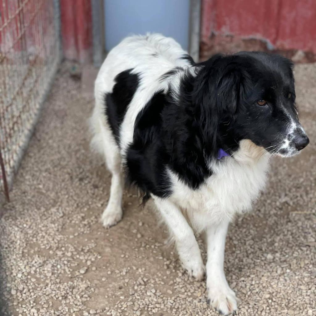 Daisy Collieville — thumbnail 2