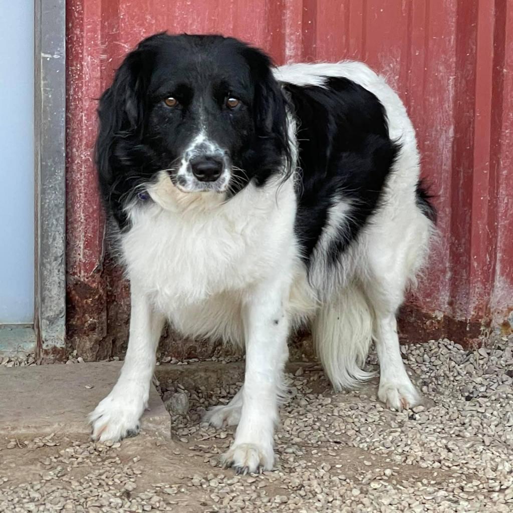 Daisy Collieville — thumbnail 3