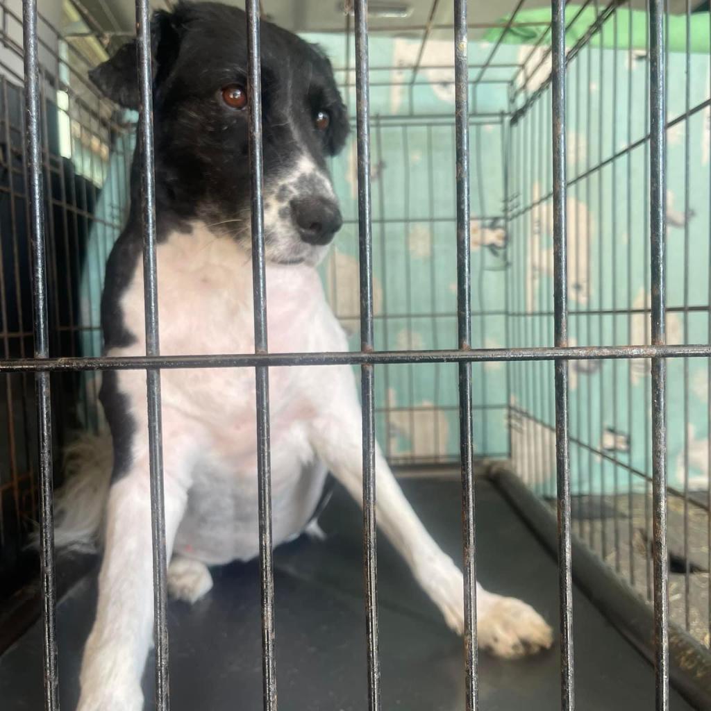 Daisy Collieville — thumbnail 5