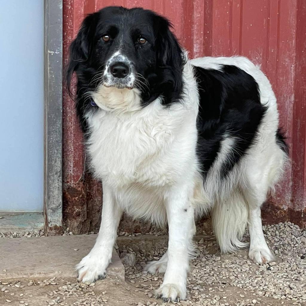 Daisy Collieville — thumbnail 6