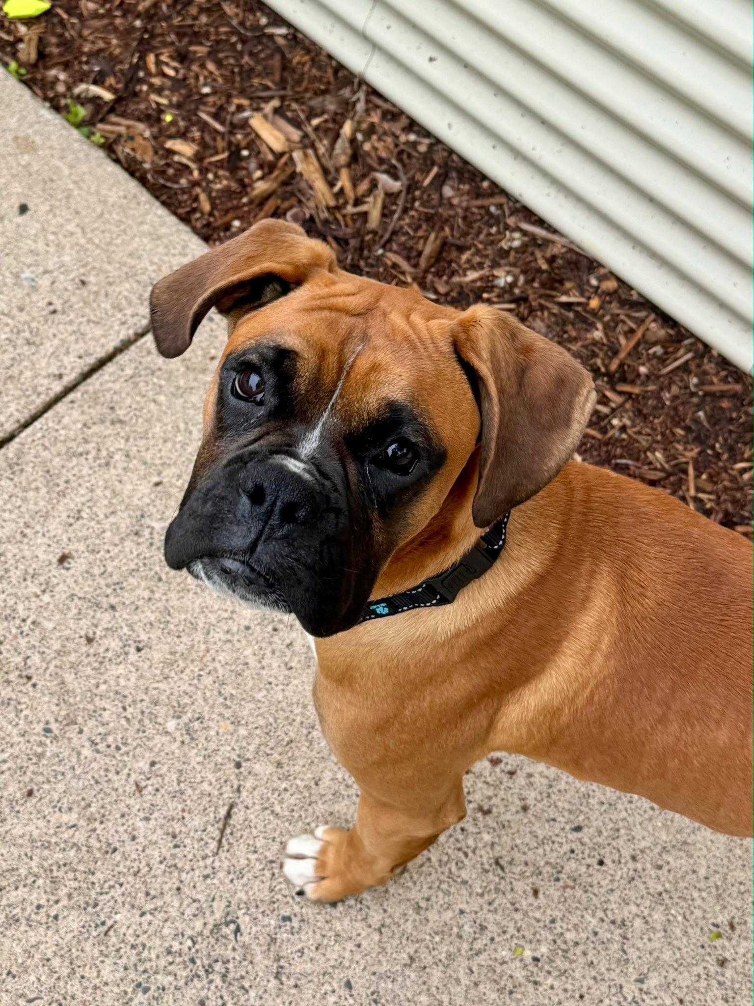 Thomas *Adoption Pending *, Adoptable, Young Male Boxer.