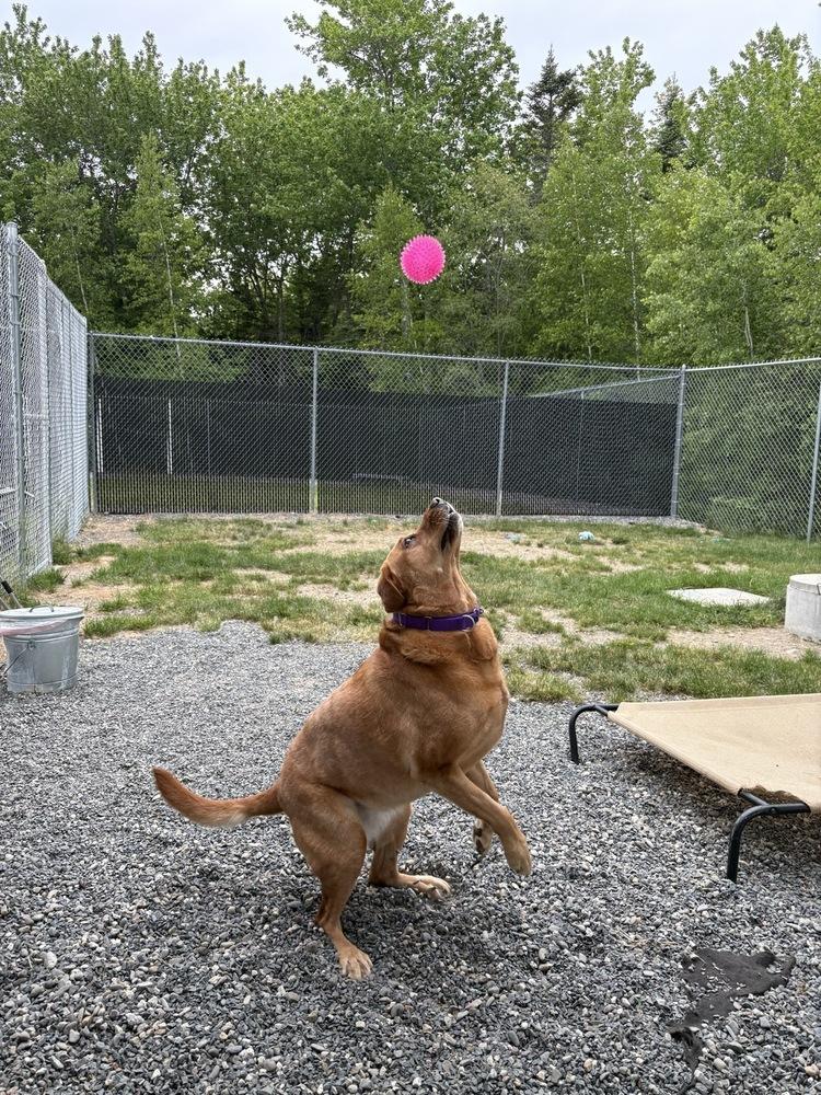 Nala, Adoptable, Adult Female Labrador Retriever & Mixed Breed.
