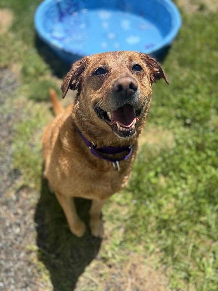 Nala, a Adoptable mixed breed in Trenton, ME image 2/3