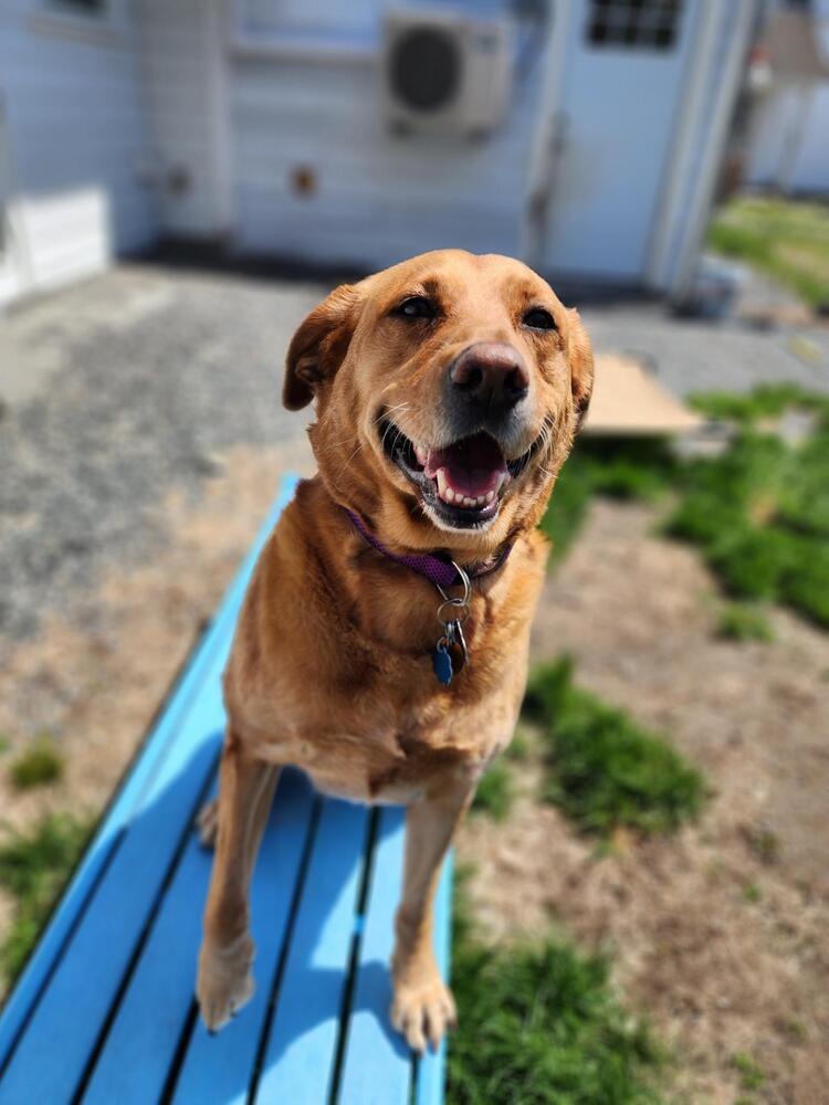 Nala, a Adoptable mixed breed in Trenton, ME image 3/3