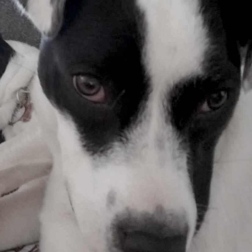 Lena, an adoptable Great Pyrenees, Pit Bull Terrier in Springfield, MO, 65804 | Photo Image 2