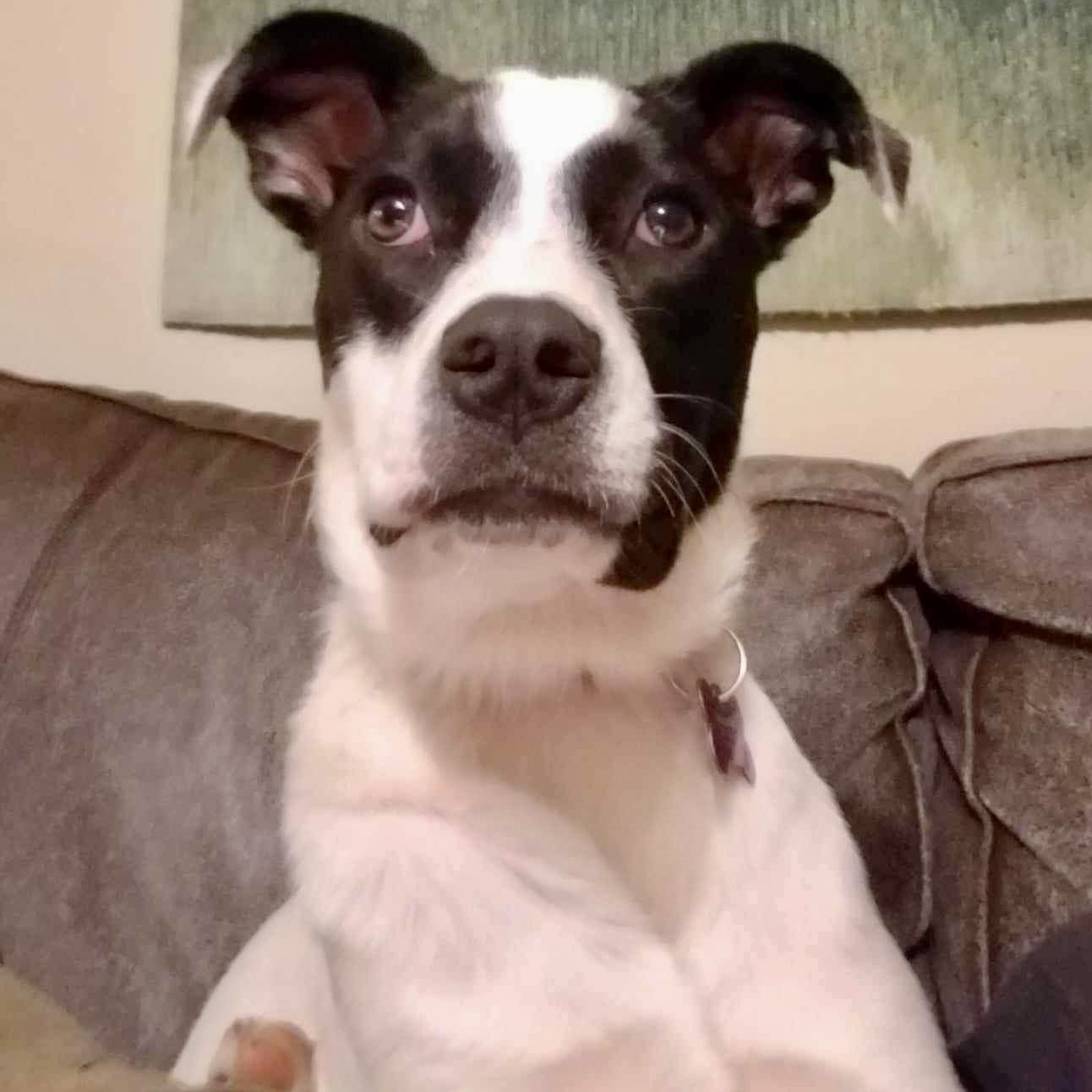 Lena, an adoptable Great Pyrenees, Pit Bull Terrier in Springfield, MO, 65804 | Photo Image 3
