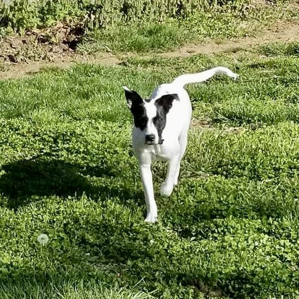 Enlarge Lena, a Adoptable mixed breed in Springfield, MO image 3/3