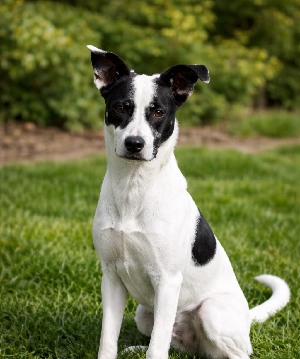Enlarge Lena, a Adoptable mixed breed in Springfield, MO image 1/3