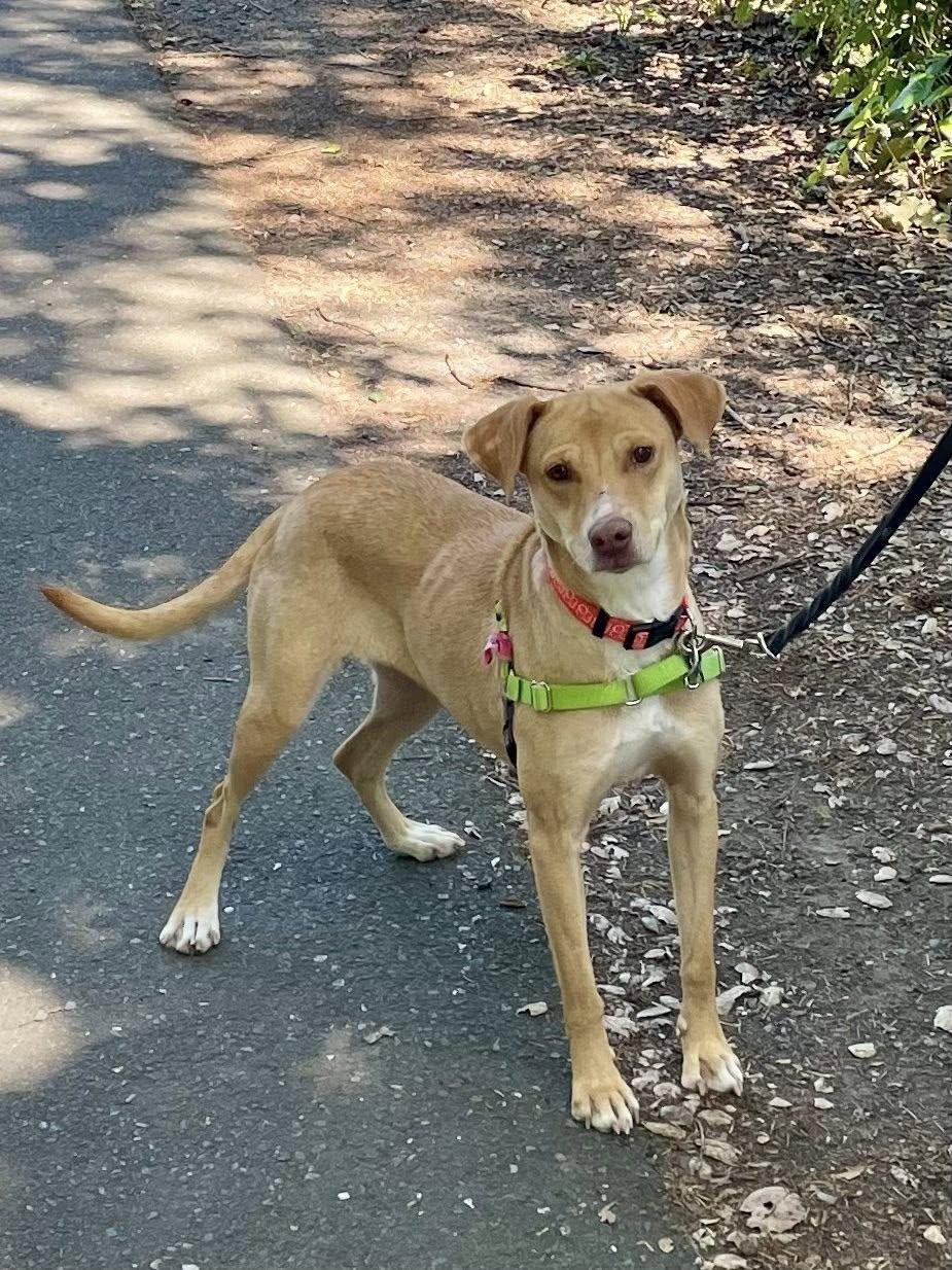 Chirusa, ADOPTABLE, Adult Female Labrador Retriever.