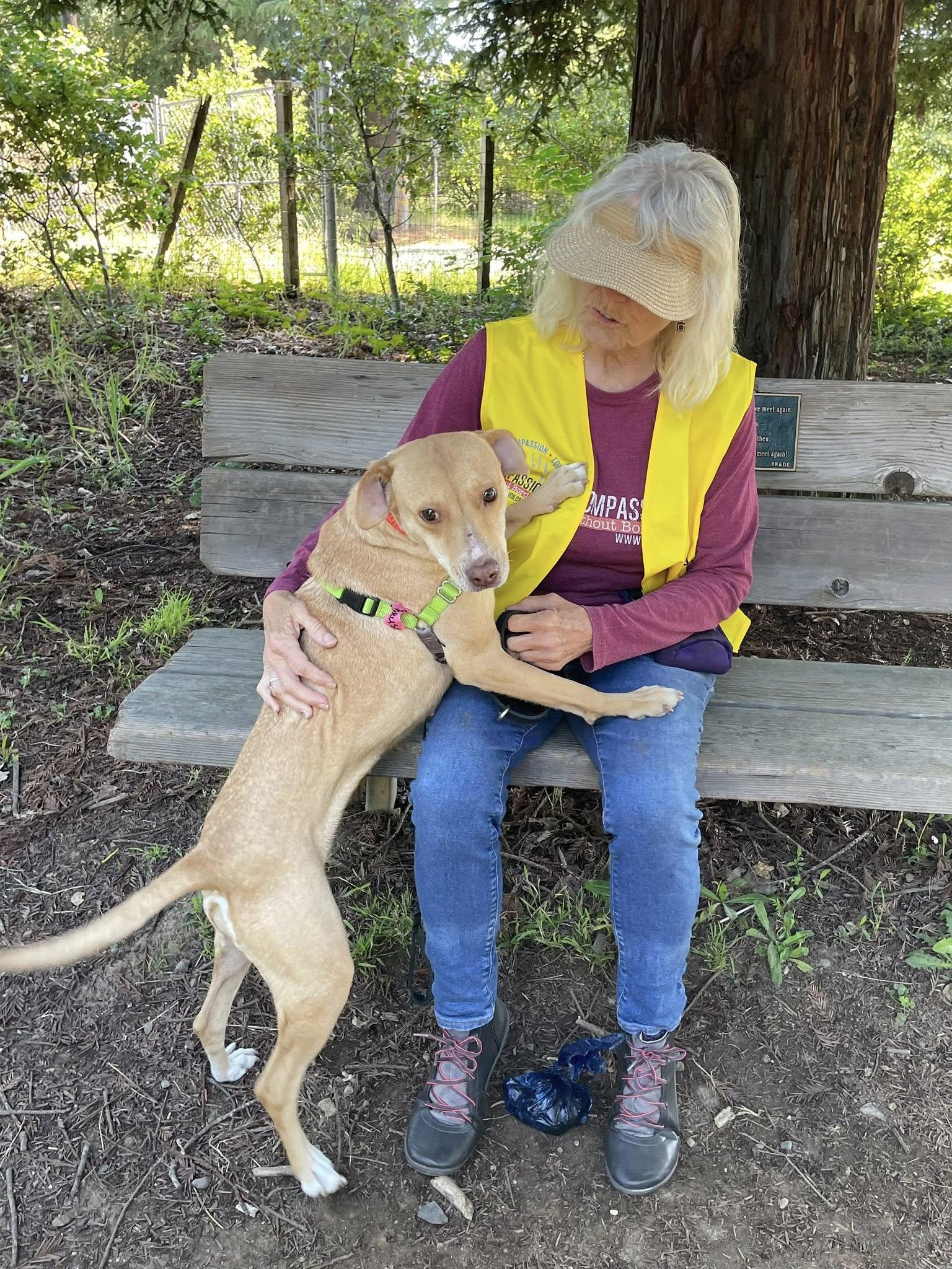 Enlarge Chirusa, a ADOPTABLE mixed breed in Santa Rosa, CA image 5/6