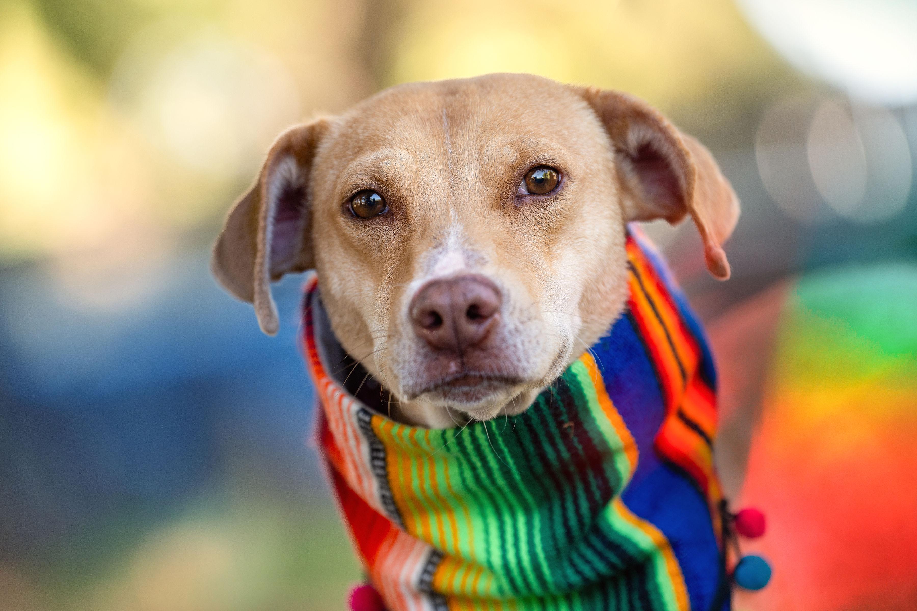 Enlarge Chirusa, a ADOPTABLE mixed breed in Santa Rosa, CA image 2/6