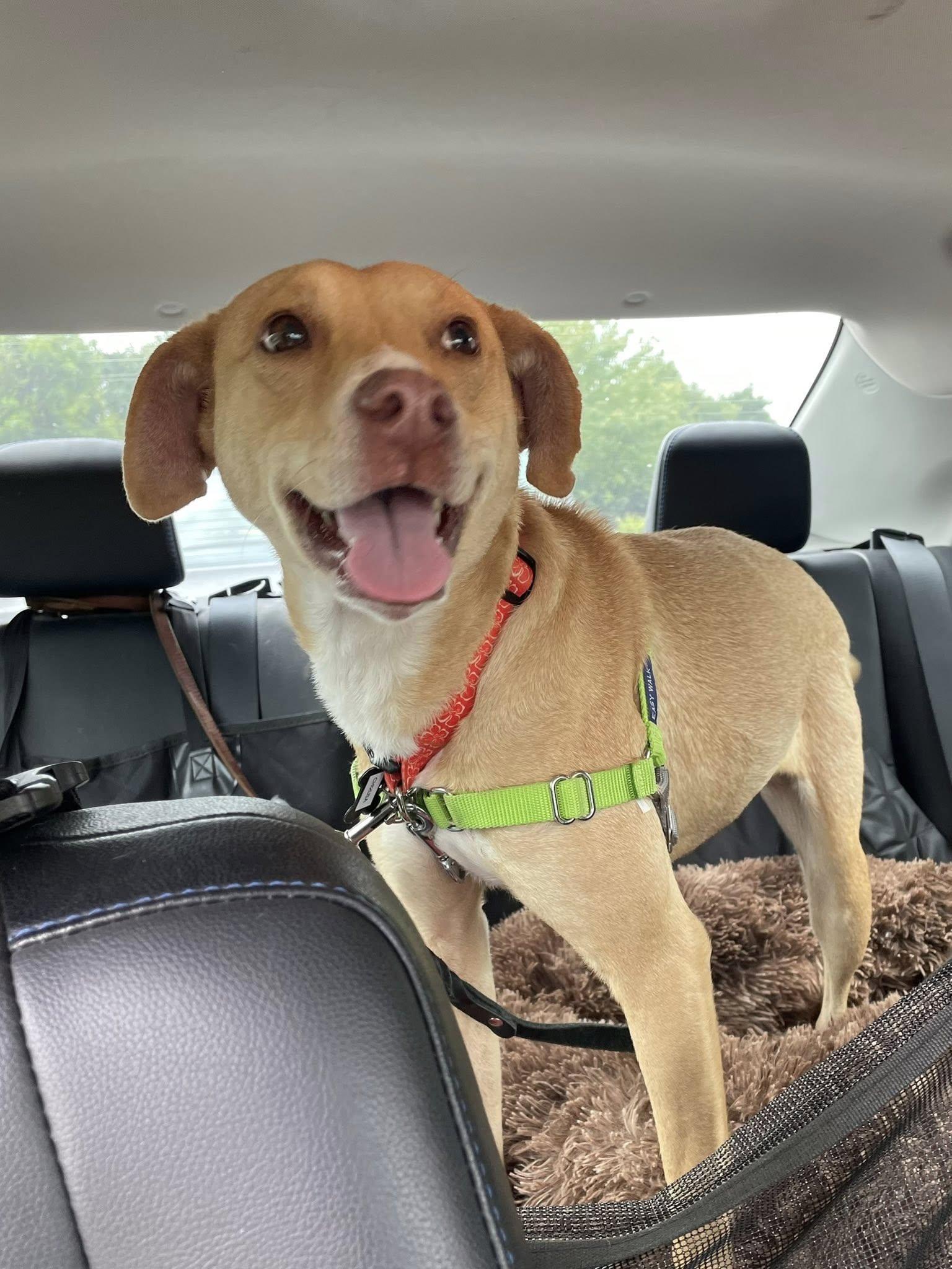 Enlarge Chirusa, a ADOPTABLE mixed breed in Santa Rosa, CA image 6/6