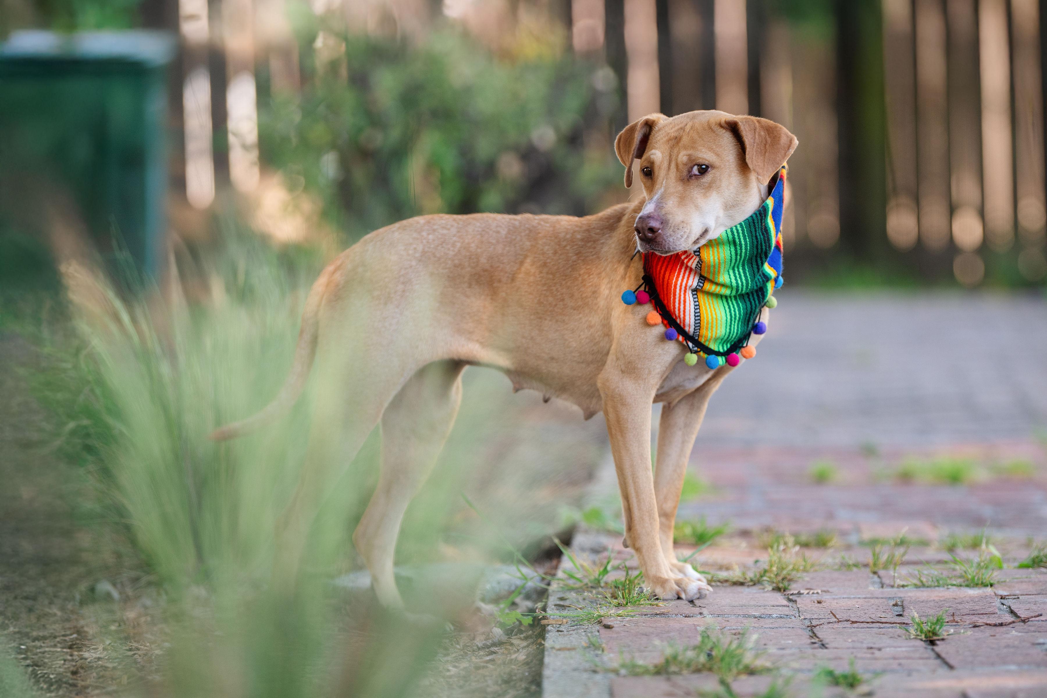 Enlarge Chirusa, a ADOPTABLE mixed breed in Santa Rosa, CA image 4/6