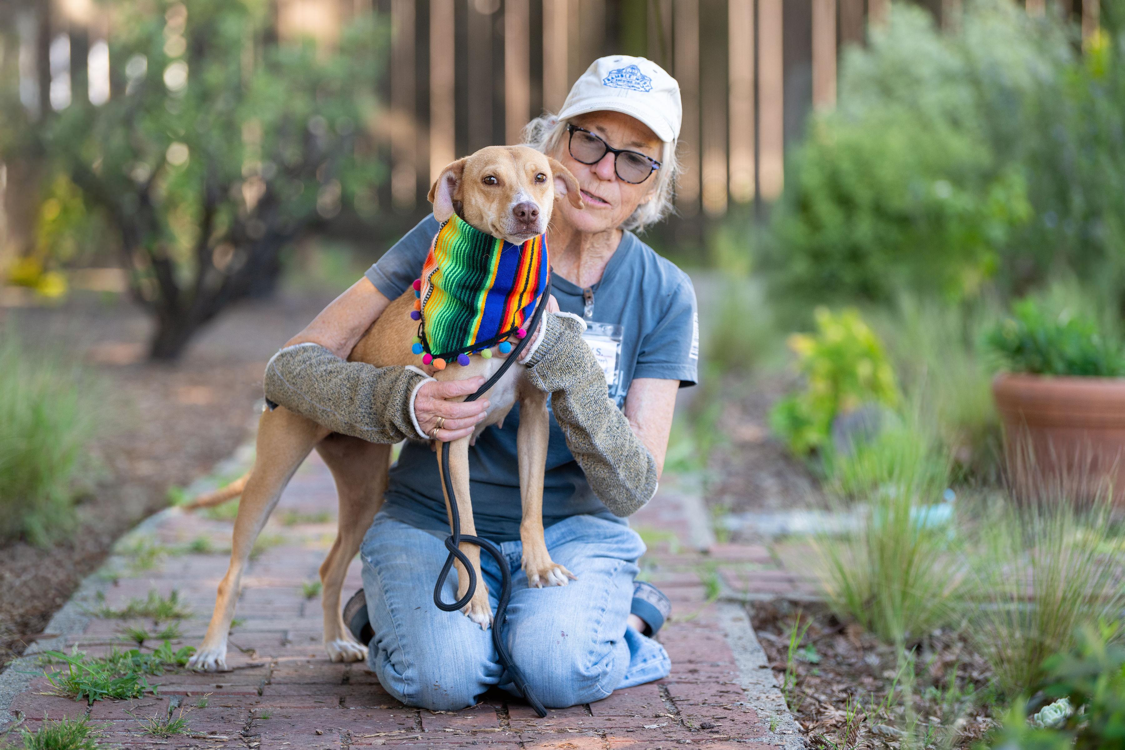 Enlarge Chirusa, a ADOPTABLE mixed breed in Santa Rosa, CA image 3/6