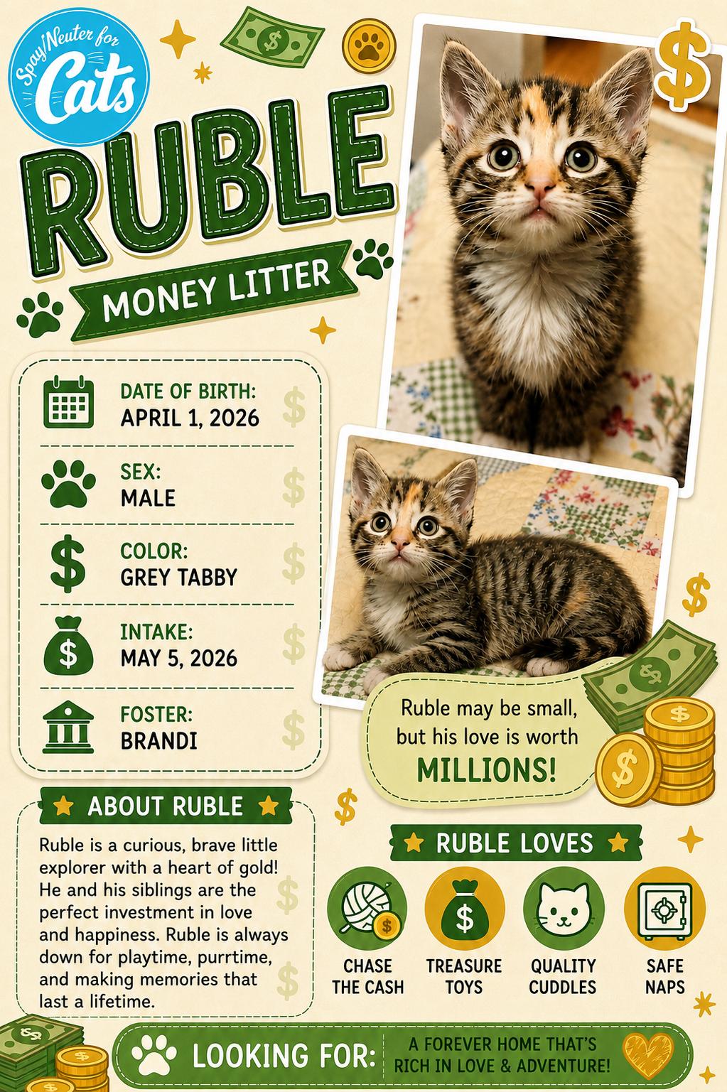 Ruble, Adoptable, Kitten Female Domestic Short Hair.