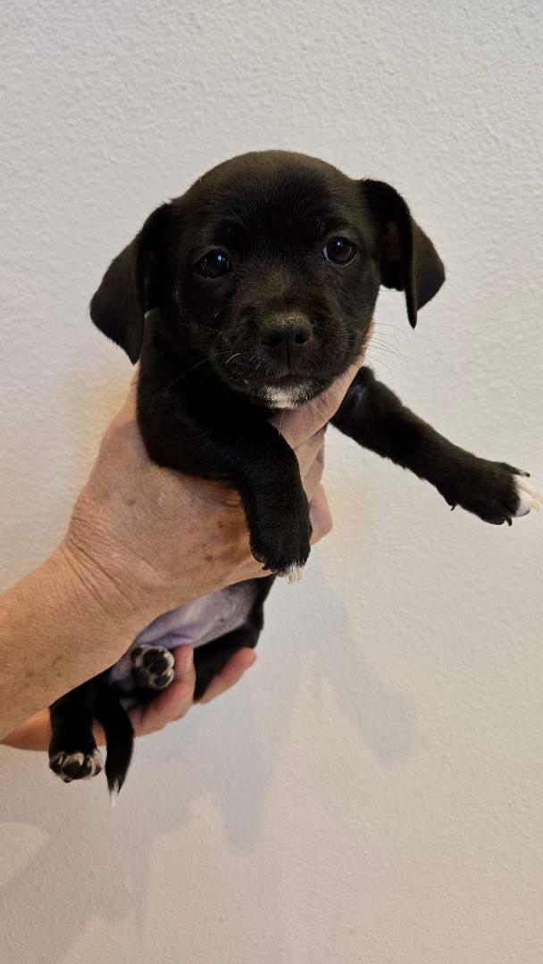 Grace, a Adoptable mixed breed in Portland, OR image 2/3