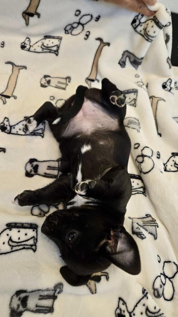 Grace, a Adoptable mixed breed in Portland, OR image 3/3